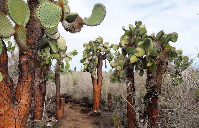 North Seymour Island Tour - Foto 3