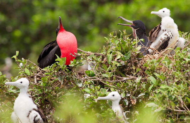 North Seymour Island Tour - Foto 1