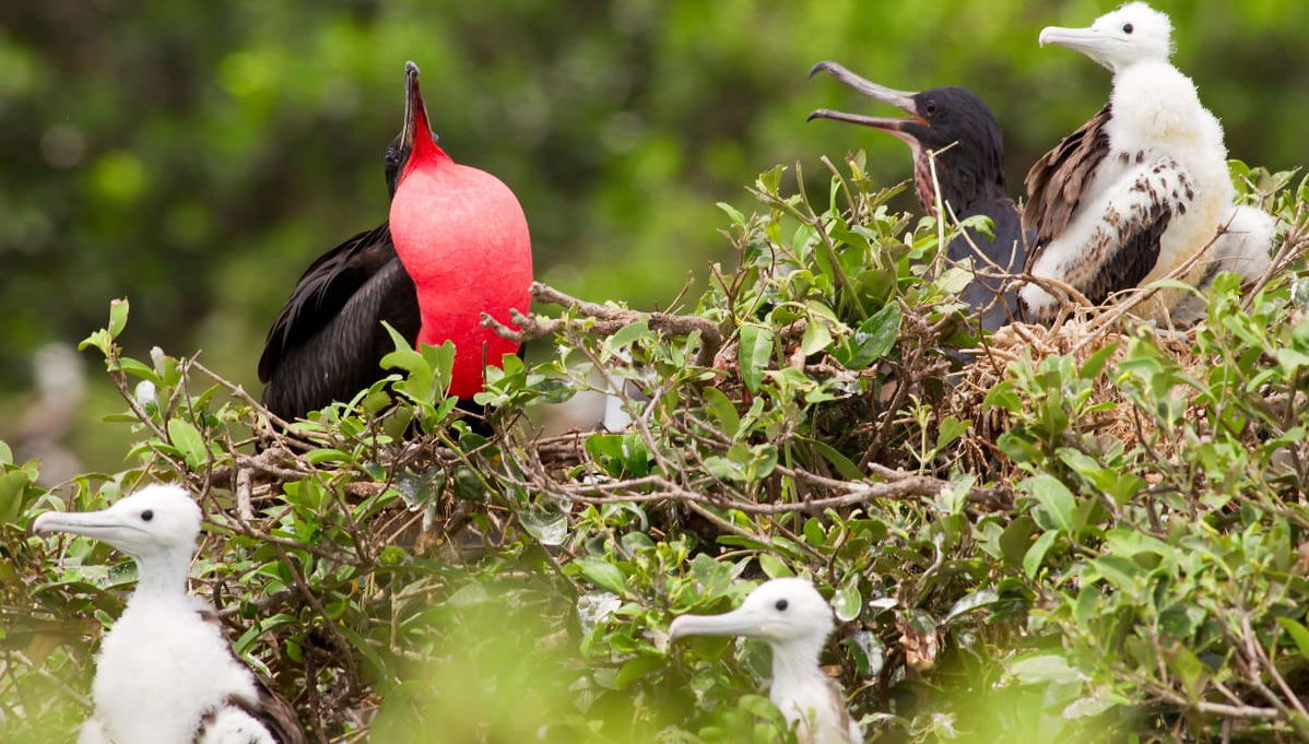 Excursion sur l'île Seymour Nord - Photo 1