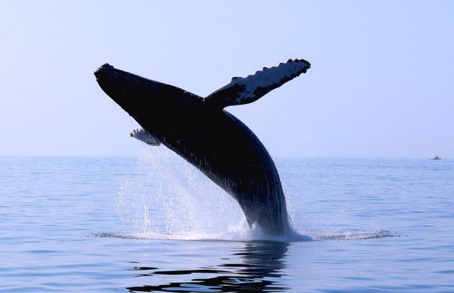 Ixtapa Zihuatanejo Whale Watching - Foto 6