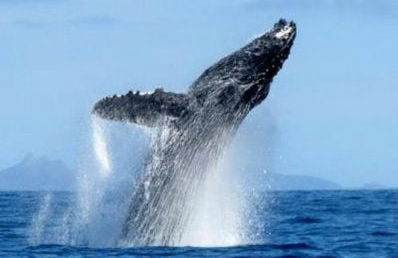 Ixtapa Zihuatanejo Whale Watching - Foto 4