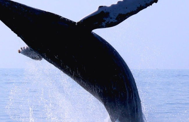 Ixtapa Zihuatanejo Whale Watching - Foto 8
