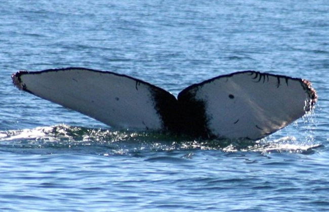 Ixtapa Zihuatanejo Whale Watching - Foto 7