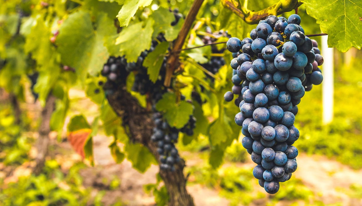 Tour in Portalegre - Foto 1