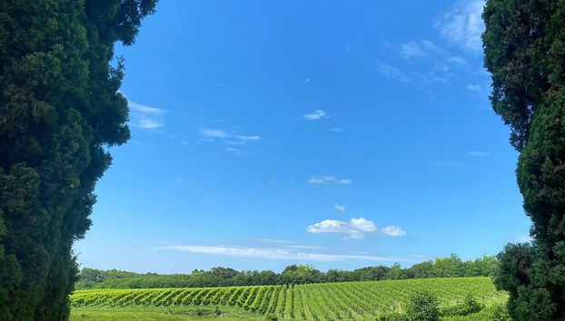 Tour de quesos y ginebras de primera calidad en las colinas de Prosecco. ¡Almuerzo completo! - Foto 5