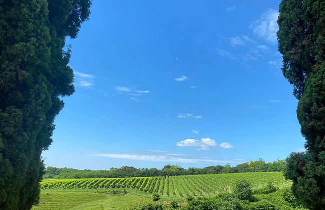 Tour de quesos y ginebras de primera calidad en las colinas de Prosecco. ¡Almuerzo completo! - Foto 5