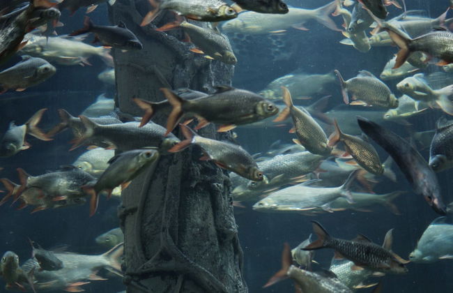 Billet pour Aquaria KLCC - Photo 6