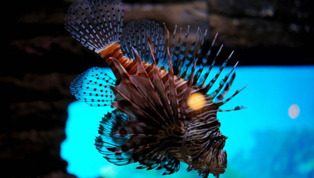 Aquaria KLCC Ticket - Foto 2