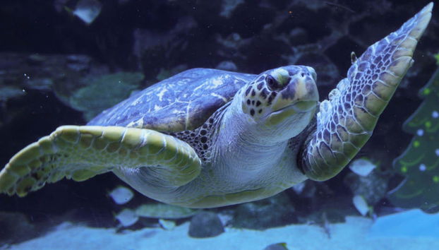 Aquaria KLCC Ticket - Foto 4