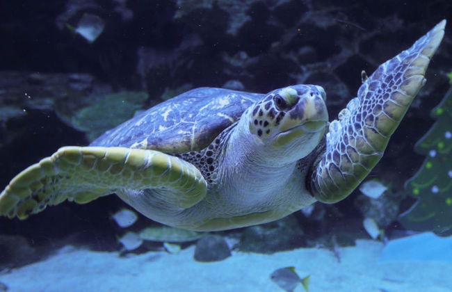 Billet pour Aquaria KLCC - Photo 4