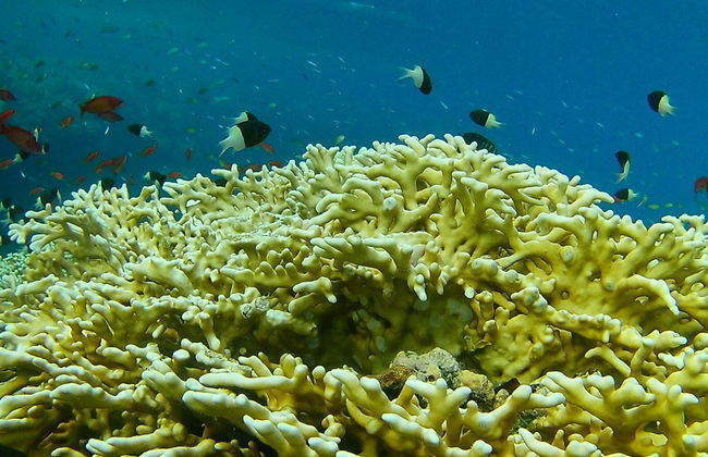 Batismo de mergulho e snorkel no Mar Vermelho - Foto 4
