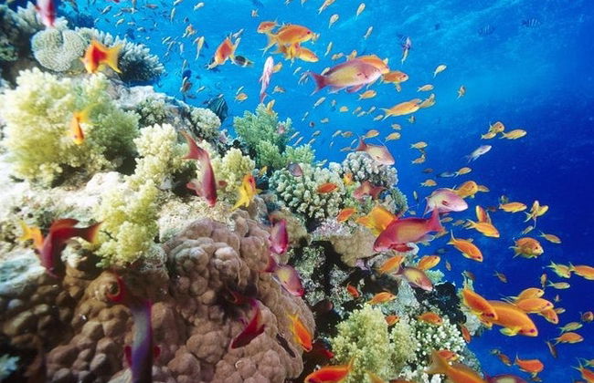 Batismo de mergulho e snorkel no Mar Vermelho - Foto 2
