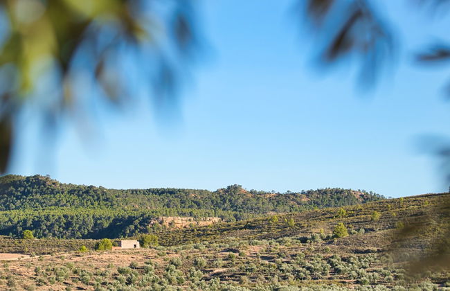 Visita a un olivar y una almazara + Cata de aceites y conservas - Foto 8