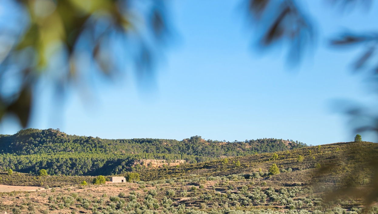 Visite d'une oliveraie et d'un moulin à huile + Dégustation d'huile d'olive et de légumes marinés
