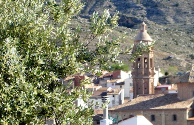 Visita a un olivar y una almazara + Cata de aceites y conservas - Foto 3