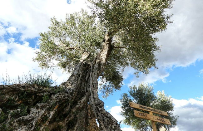 Visita a un olivar y una almazara + Cata de aceites y conservas - Foto 4