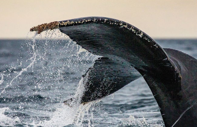 Whale Watching in Geographe Bay - Photo 8