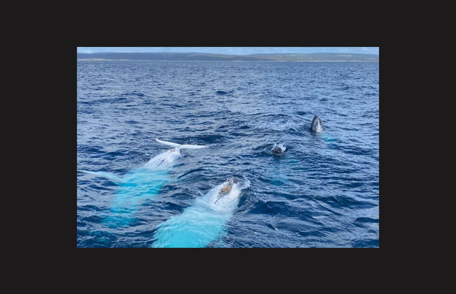 Whale Watching in Geographe Bay - Photo 6