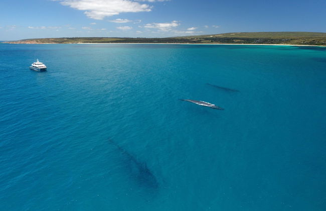 Whale Watching in Geographe Bay - Photo 5