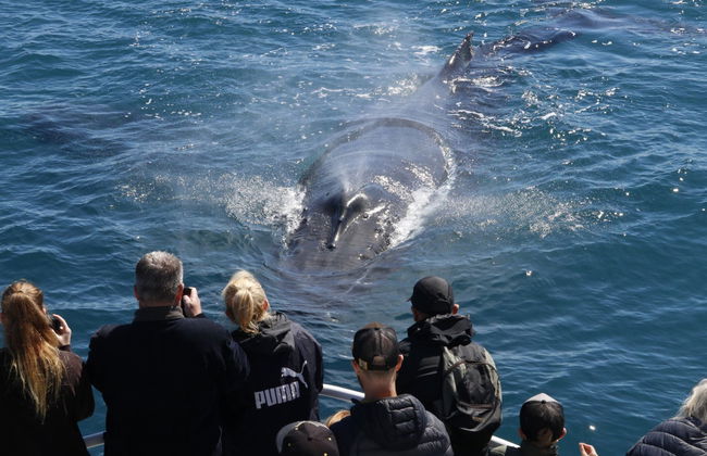 Whale Watching in Geographe Bay - Photo 2