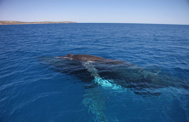 Whale Watching in Geographe Bay - Photo 7