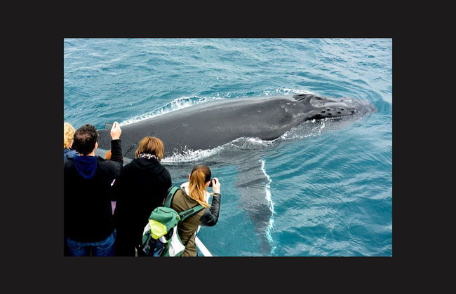 Whale Watching in Geographe Bay - Photo 4