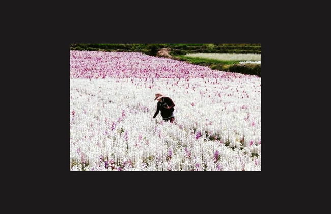 Tour por el valle de las Flores - Foto 4