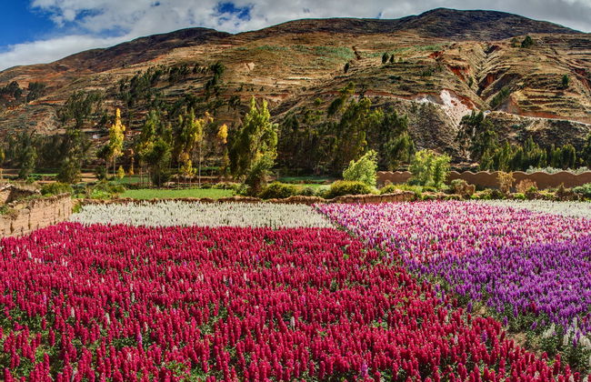 Tour por el valle de las Flores - Foto 5