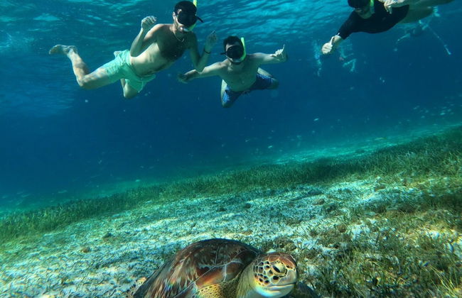 Snorkel en el santuario de tortugas de Cozumel - Foto 2