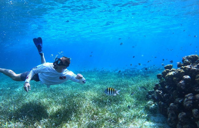 Snorkel en el santuario de tortugas de Cozumel - Foto 3