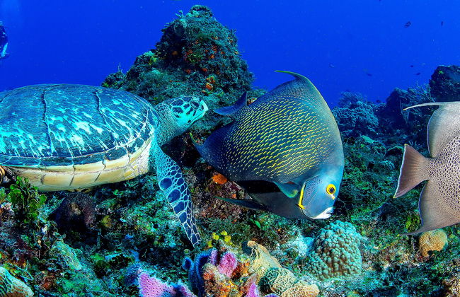 Snorkel en el santuario de tortugas de Cozumel - Foto 12