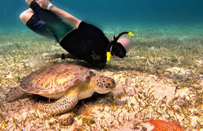 Snorkel en el santuario de tortugas de Cozumel - Foto 11