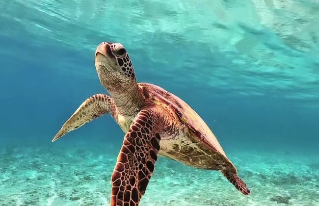 Snorkel en el santuario de tortugas de Cozumel - Foto 6