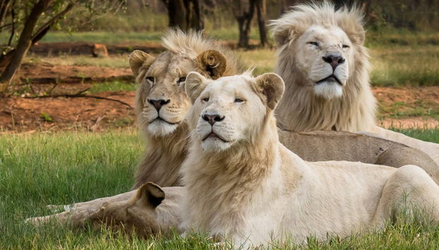 Excursion au Lion Safari Park - Photo 4
