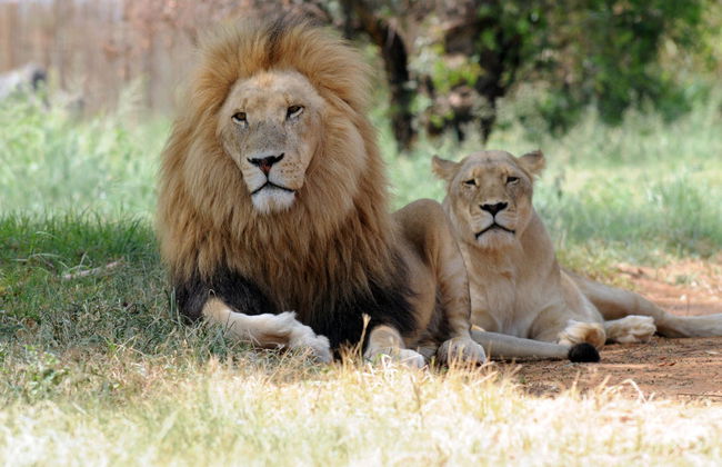 Excursion au Lion Safari Park - Photo 1