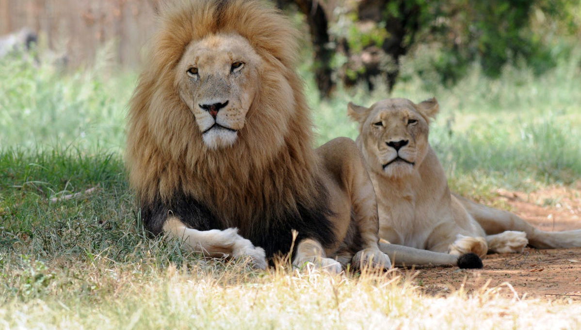 Excursion au Lion Safari Park - Photo 1