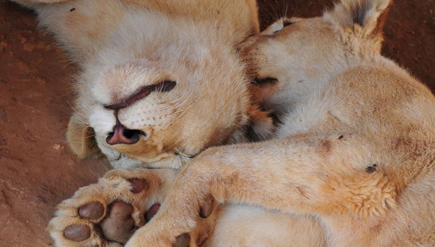 Excursion au Lion Safari Park - Photo 3