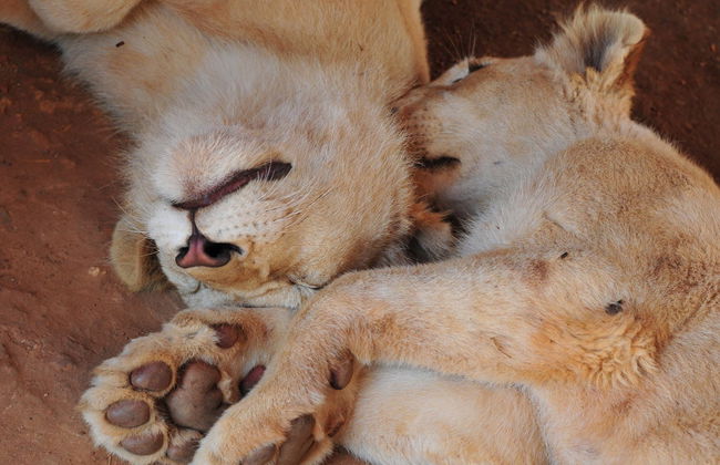 Excursion au Lion Safari Park - Photo 3