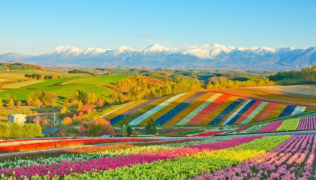 Hokkaido Blue Pond & Flower Fields Day Trip - Photo 3