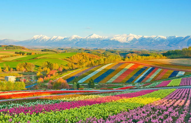 Hokkaido Blue Pond & Flower Fields Day Trip - Foto 3