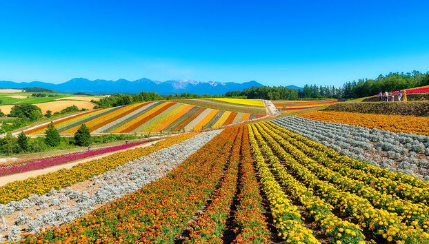 Hokkaido Blue Pond & Flower Fields Day Trip - Photo 2
