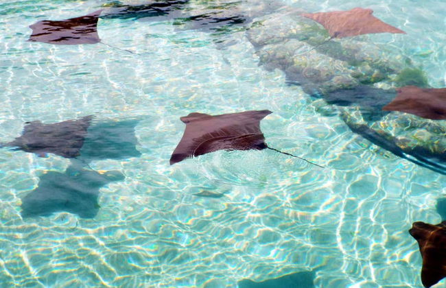 Snorkel en Stingray City Antigua - Foto 6