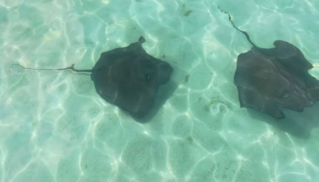 Snorkel in Stingray City Antigua - Foto 2