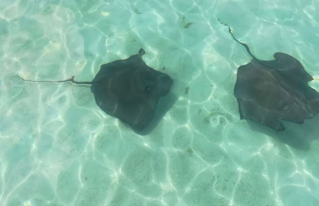 Snorkel in Stingray City Antigua - Foto 2