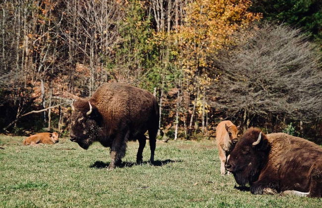 Safari dans le parc Omega - Photo 2
