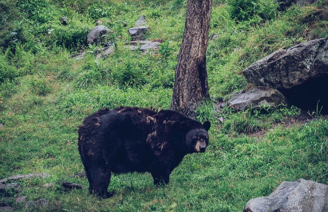 Safari dans le parc Omega - Photo 5