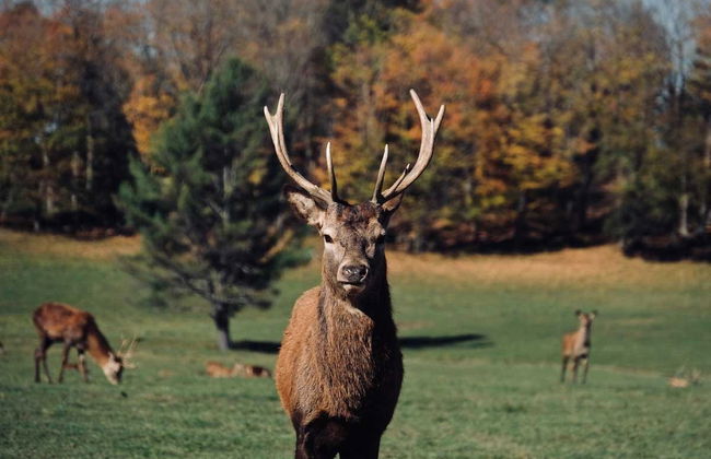 Safari dans le parc Omega - Photo 3