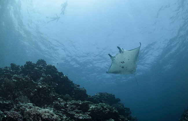 Snorkeling Manta Ray Tour - Foto 7