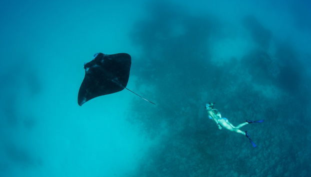 Snorkeling Manta Ray Tour - Foto 3