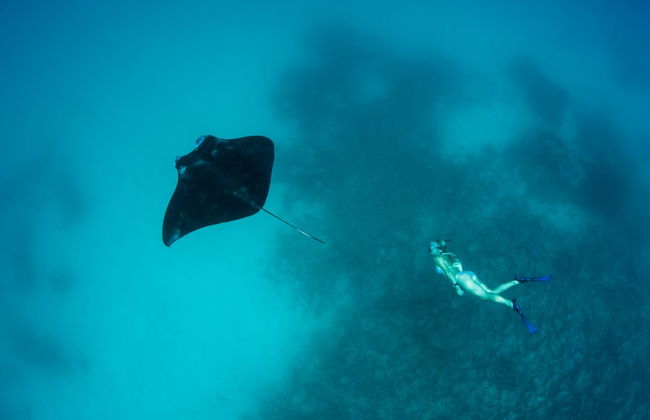 Snorkeling Manta Ray Tour - Foto 3